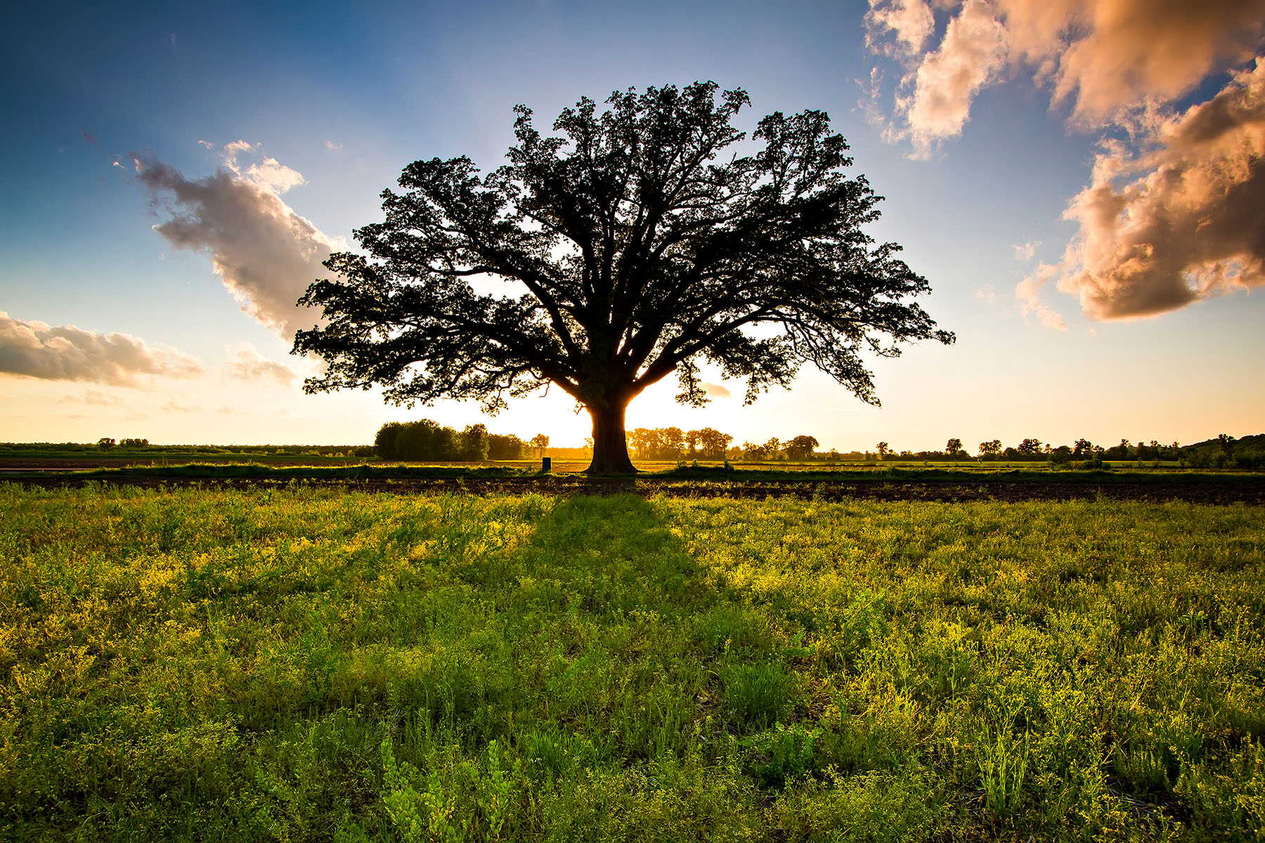 bur_oak_2